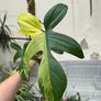Rare Houseplant Philodendron Florida Beauty Image 9