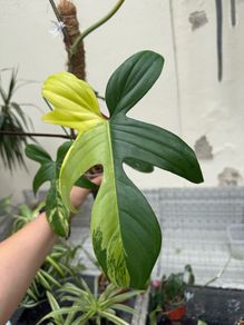 Rare Houseplant Philodendron Florida Beauty