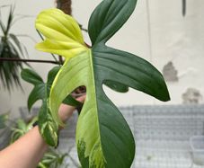 Rare Houseplant Philodendron Florida Beauty