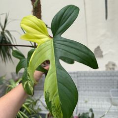 Rare Houseplant Philodendron Florida Beauty