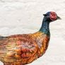 Pheasant (32 cm) - Cold Painted Bronze, Marble, Signed Image 7