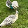 Peafowl Image 4