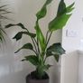strelitzia nicolai Image 2