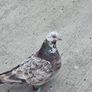 Pet pigeon for sale Image 5
