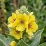 Verbascum Plants Image 2