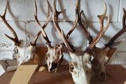 large selection of deer antlers