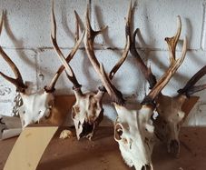 large selection of deer antlers