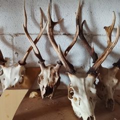 large selection of deer antlers