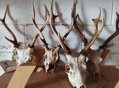 large selection of deer antlers