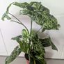 Syngonium Mottled Plant Image 2