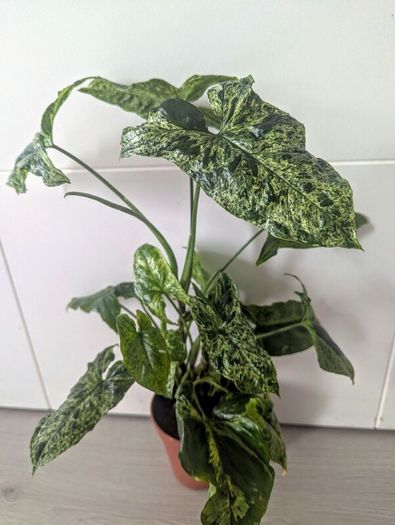 Syngonium Mottled Plant