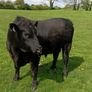 Angus bull Image 5