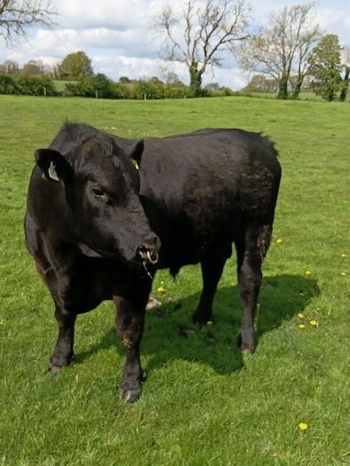 Angus bull