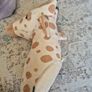 Childrens wall mounted stuffed animal Image 6