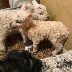 3 ramb lambs