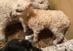 3 ramb lambs
