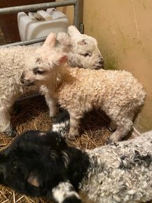 3 ramb lambs