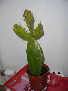 Cactus