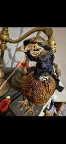 taxidermy pheasant