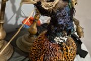 taxidermy pheasant