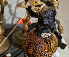 taxidermy pheasant