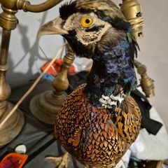taxidermy pheasant