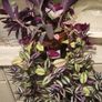 Trailing house plants  in one pot. 50cm x 80cm or 50cm x 100cm.  3Tradescantias : Zebrina, Nanouk and Purple Heart Image 3