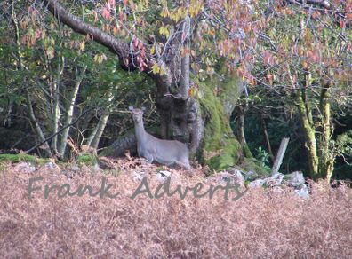 Mounted Original Photography - Wicklow Deer