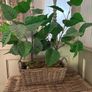 Washed rattan planter console or centrepiece with timer lights Image 2