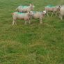 Organic ewe lambs Image 2