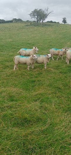 Organic ewe lambs