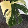 Very large Monstera Thai Constellation plant Image 7