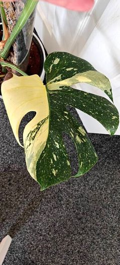 Very large Monstera Thai Constellation plant