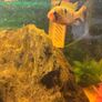 fish tank Image 6