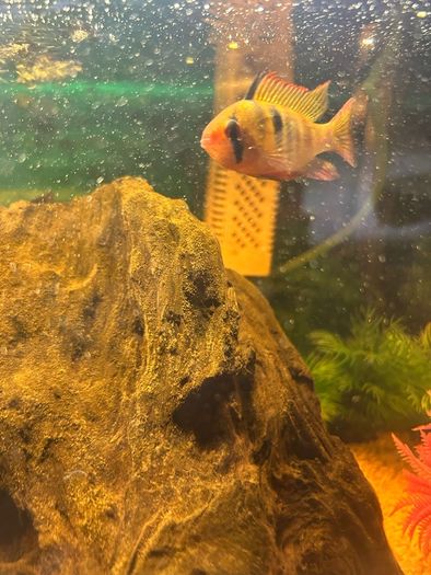 fish tank