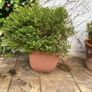 Hebe - fully grown, evergreen Image 2