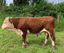 PB herford bull