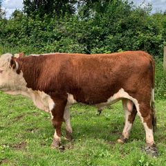 PB herford bull