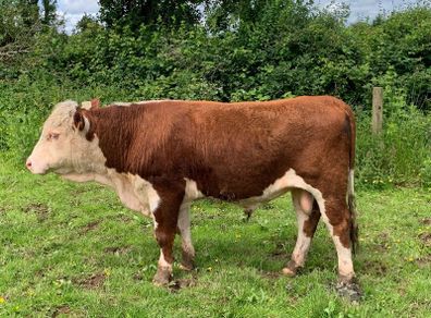 PB herford bull