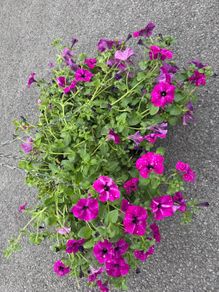 Hanging Flower Basket