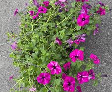 Hanging Flower Basket