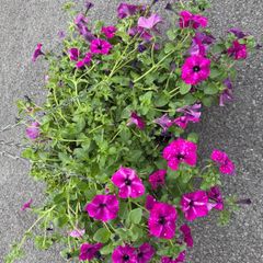 Hanging Flower Basket