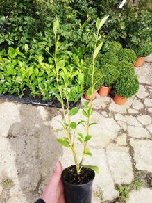 Griselinia Hedging