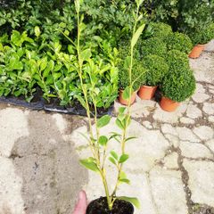 Griselinia Hedging