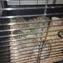 Jumbo Quail Image 2
