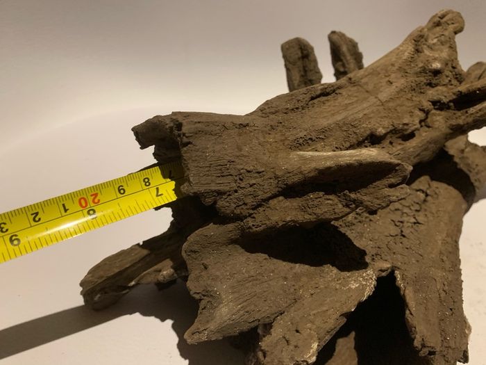 Hiding Clay cave like wood for pleco / cichlid