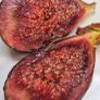 Fig Tree with Figs Image 8