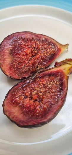 Fig Tree with Figs
