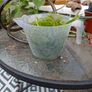 aquarium plants Image 5