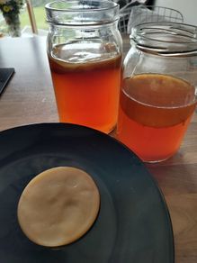 Kombucha SCOBY